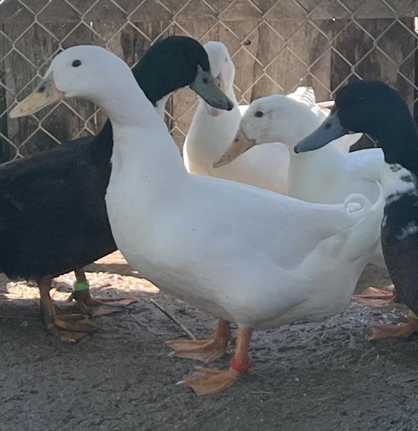 Enlarge Dandelion, a Adoptable mixed breed in Monterey, CA image 5/5