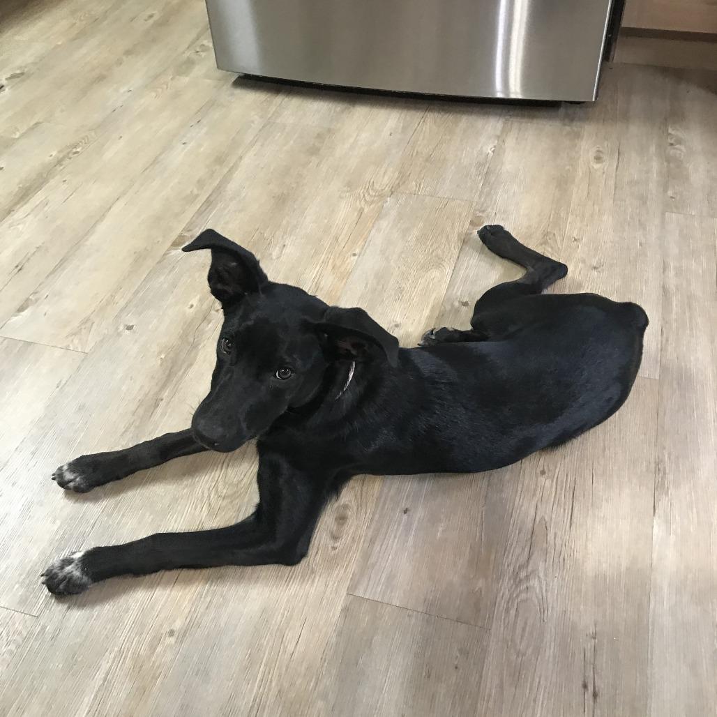 Arie, Adoptable, Adult Female Border Collie & Australian Cattle Dog / Blue Heeler.