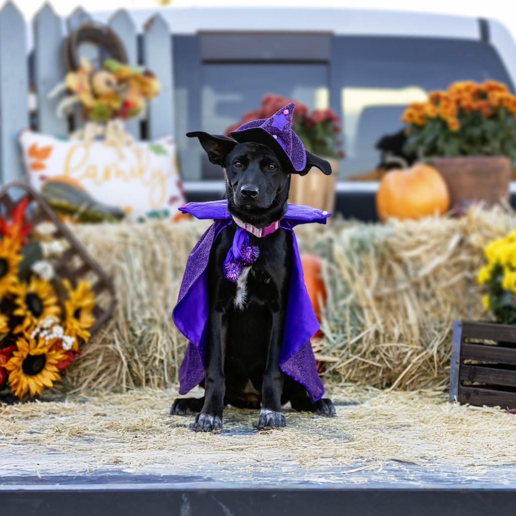 Enlarge Arie, a Adoptable mixed breed in Kanab, UT image 5/6