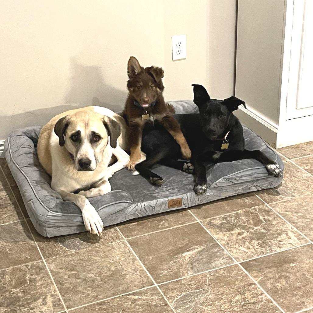 Enlarge Arie, a Adoptable mixed breed in Kanab, UT image 6/6