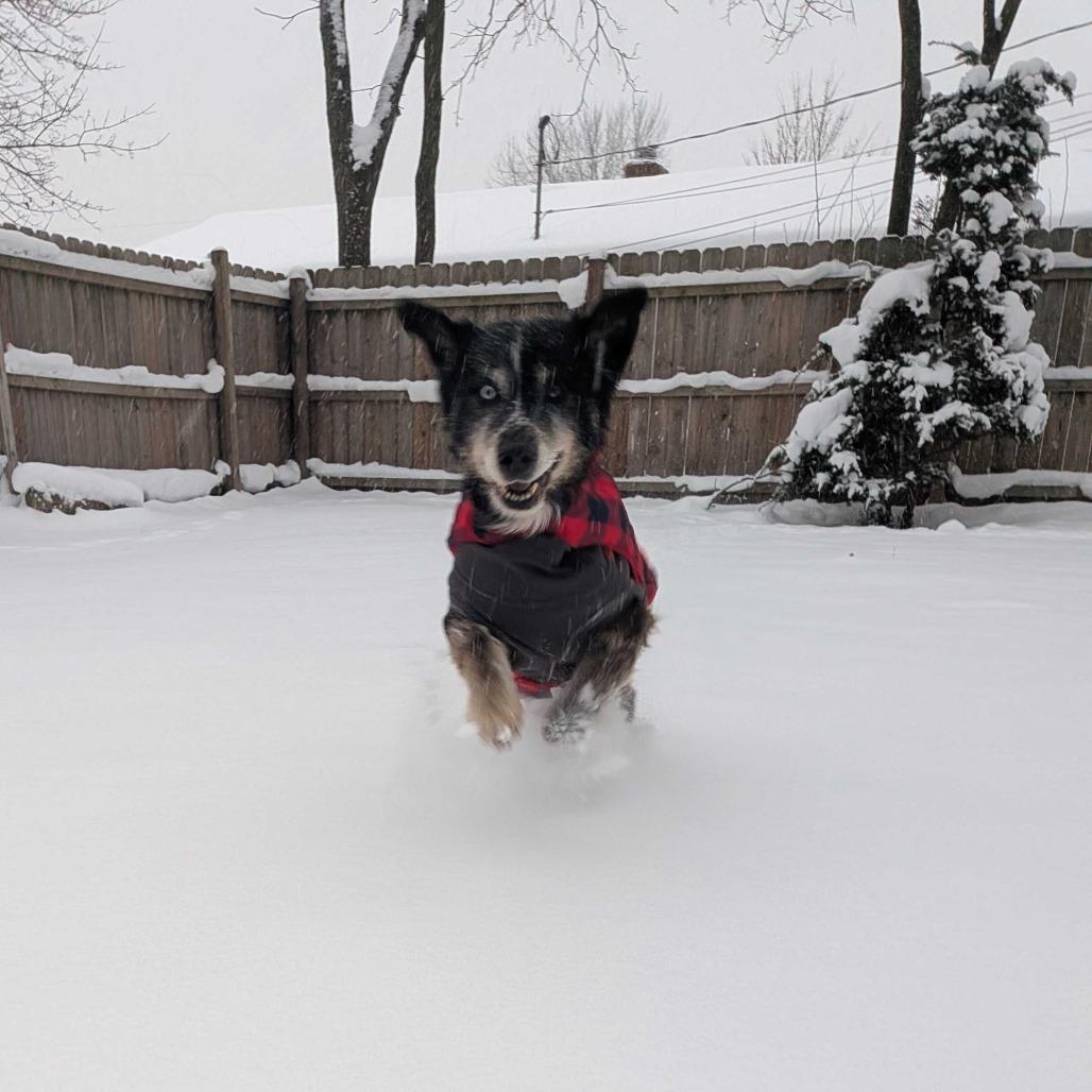 Bug, Adoptable, Senior Male Husky.
