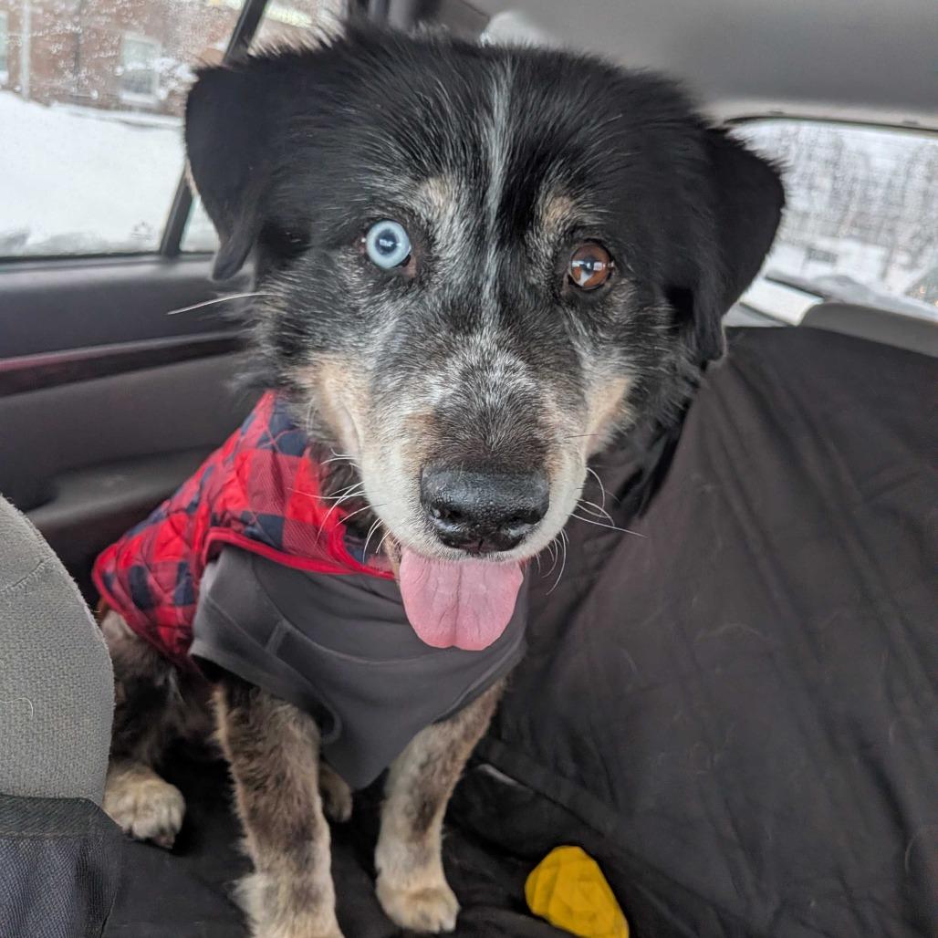 Bug, a Adoptable Husky in Grand Rapids, MI image 2/4