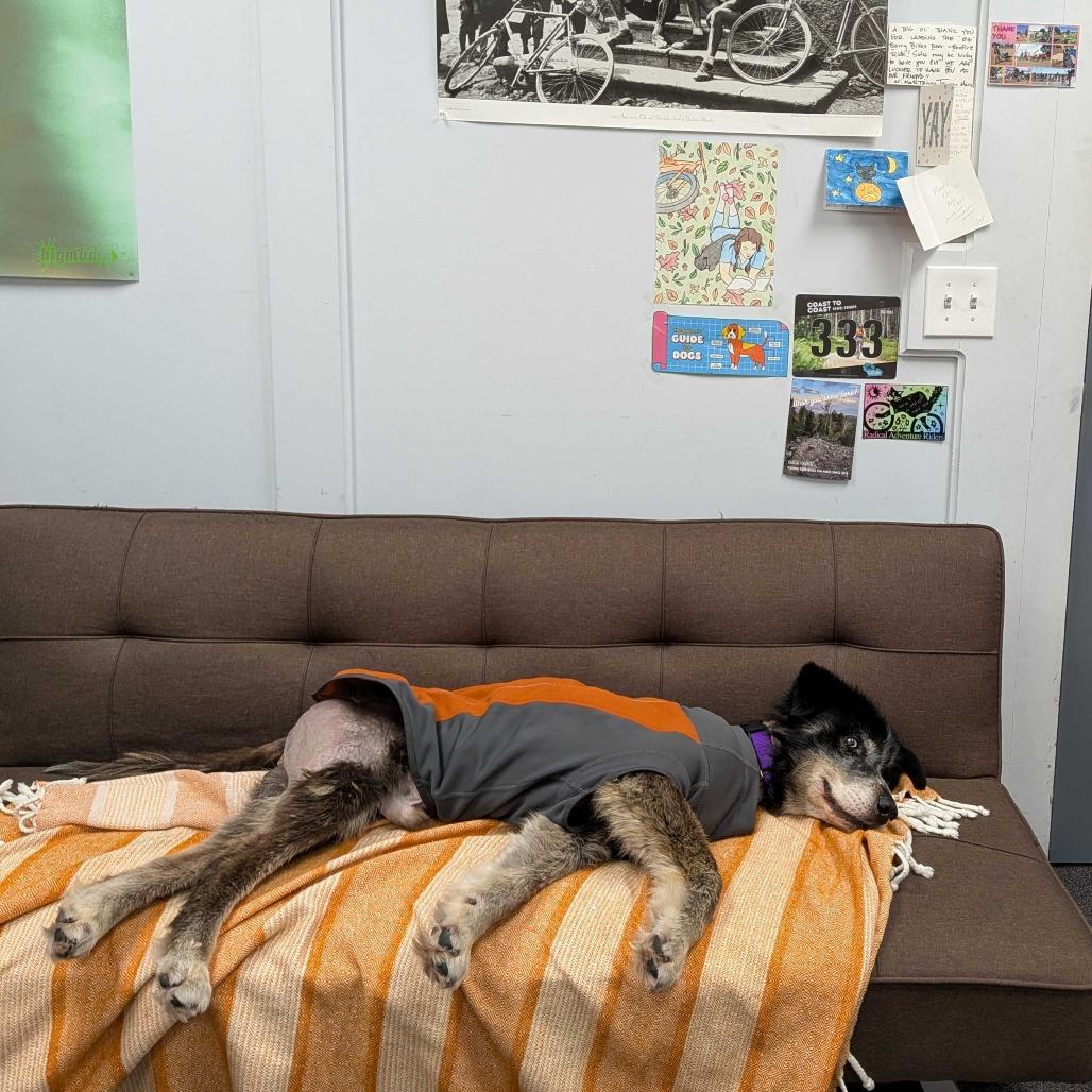 Bug, a Adoptable Husky in Grand Rapids, MI image 3/4