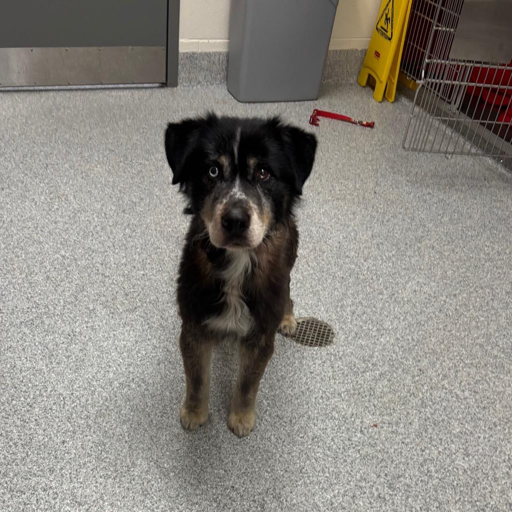 Bug, a Adoptable Husky in Grand Rapids, MI image 4/4