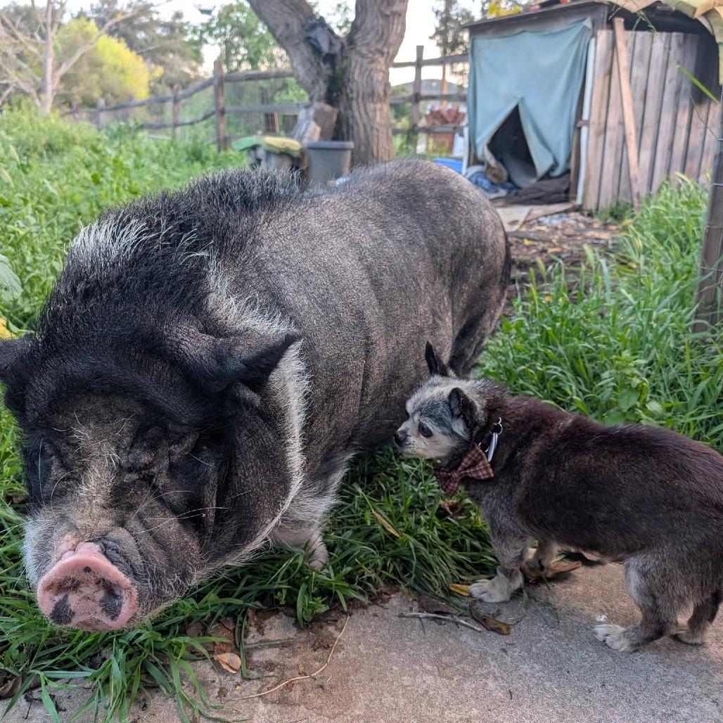 Frederick the Great — thumbnail 4