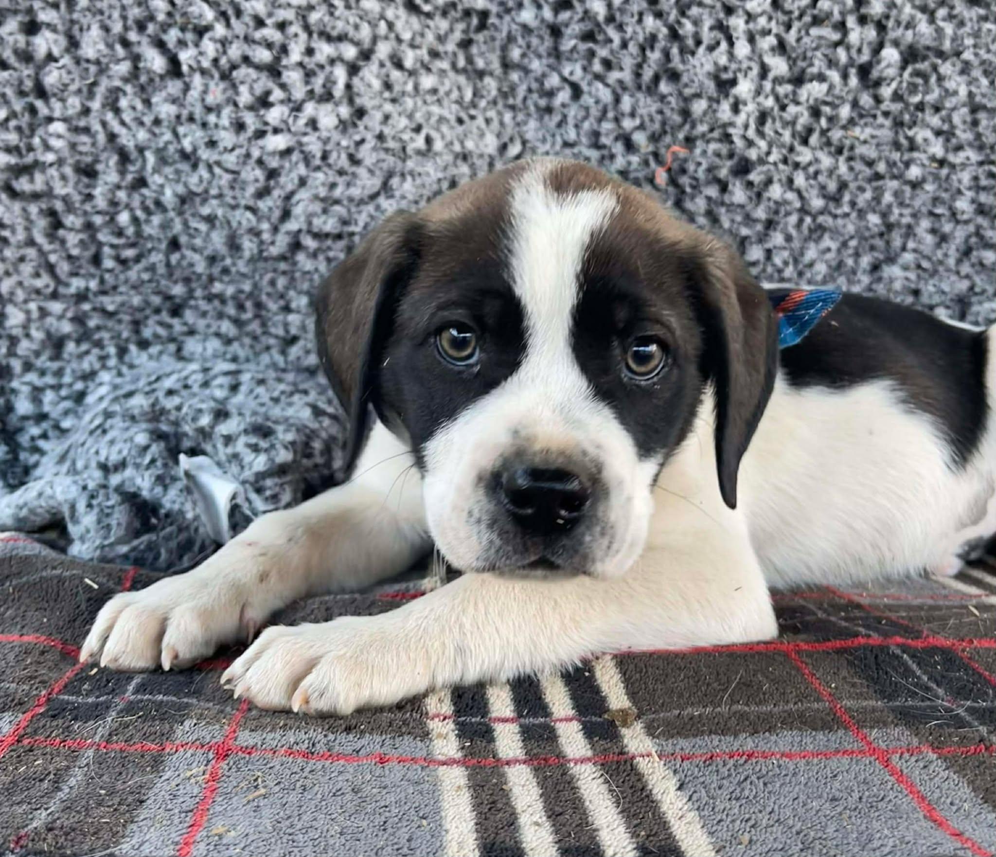 Grim, an adopted mixed breed in Temecula, CA image 1/2