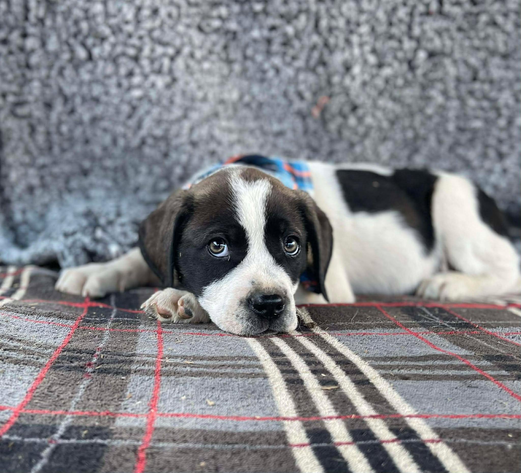 Grim, an adopted mixed breed in Temecula, CA image 2/2