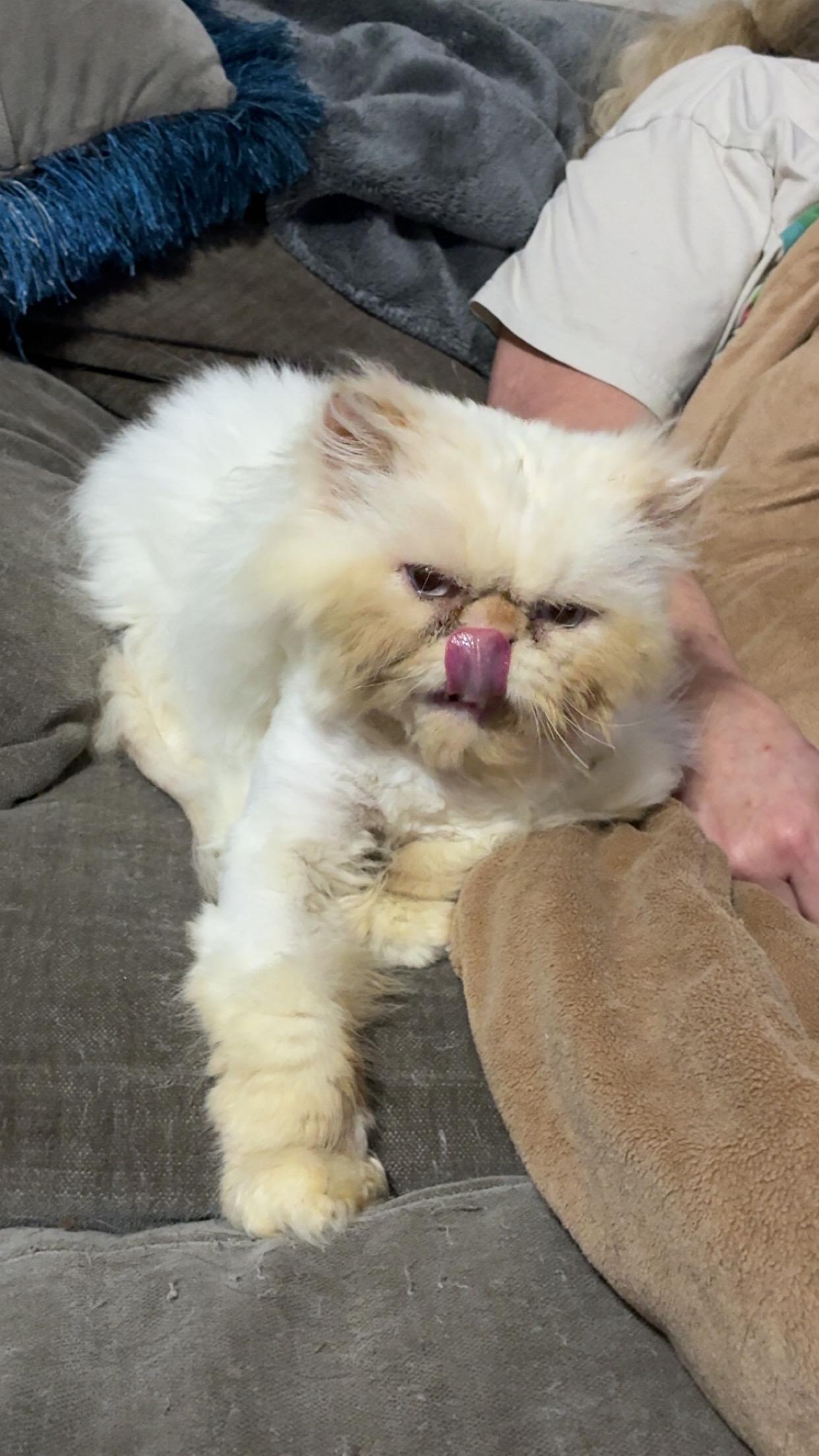 Enlarge Mr Myiagi & Poe , a ADOPTABLE Persian in Tampa, FL image 2/3