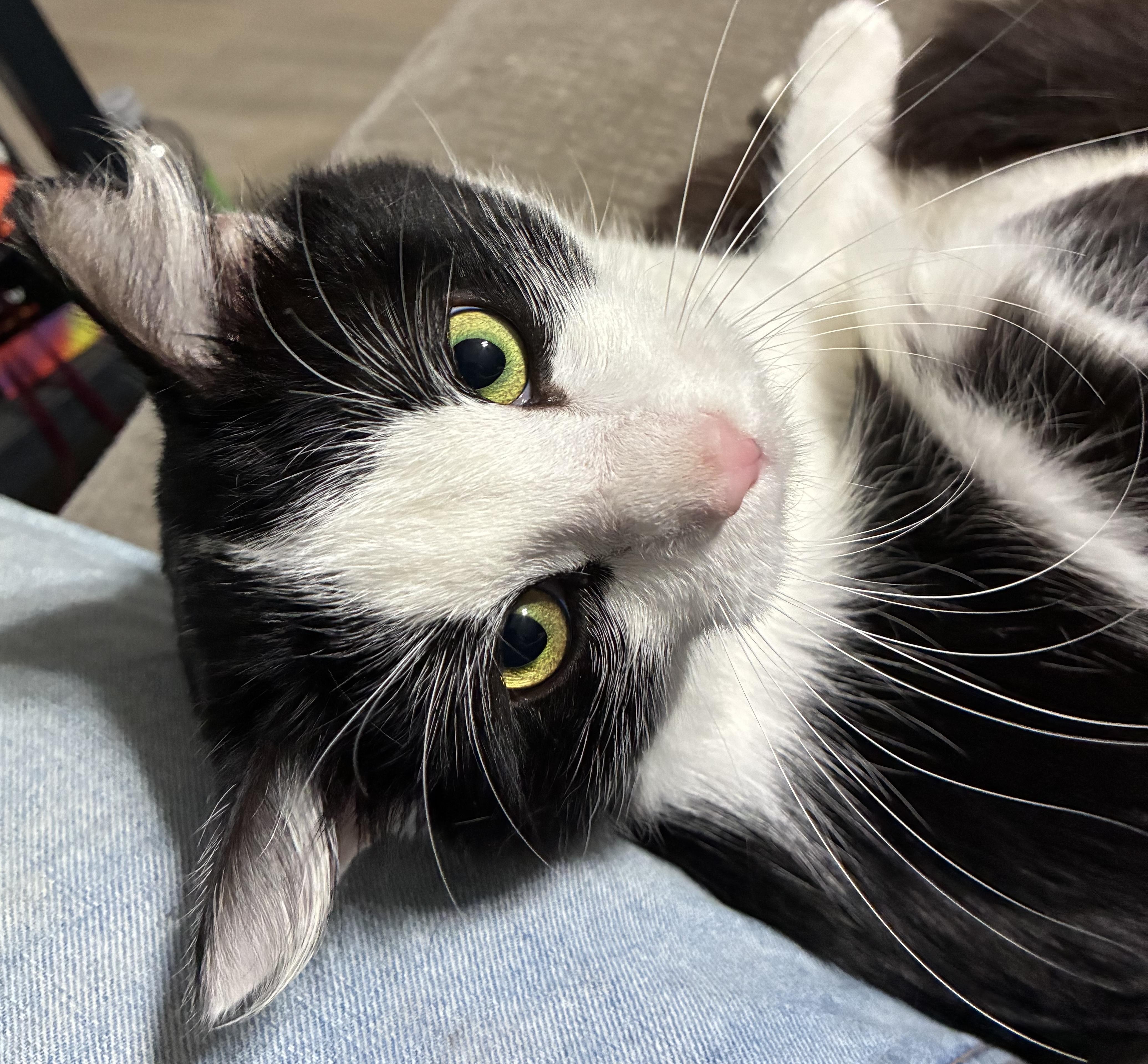 Enlarge Mr Myiagi & Poe , a ADOPTABLE Persian in Tampa, FL image 3/3