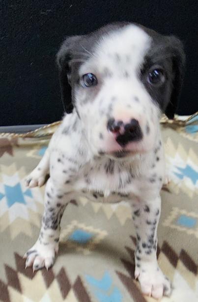 Lucky, an adopted mixed breed in Neillsville, WI image 4/6