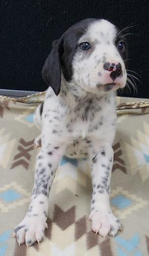 Lucky, an adopted mixed breed in Neillsville, WI image 6/6