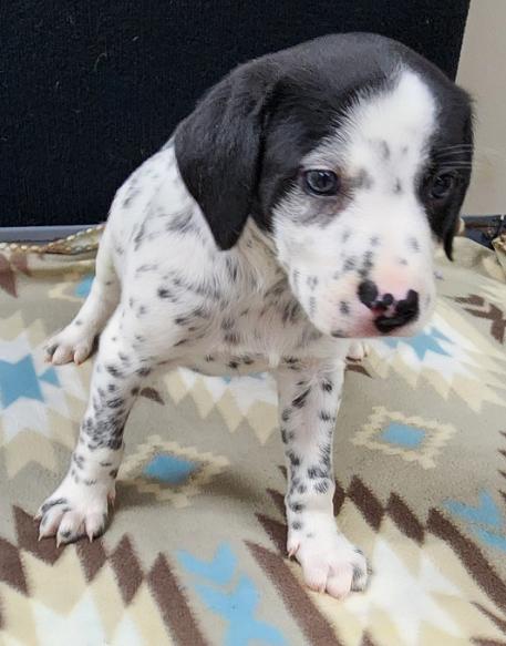 Lucky, an adopted mixed breed in Neillsville, WI image 1/6