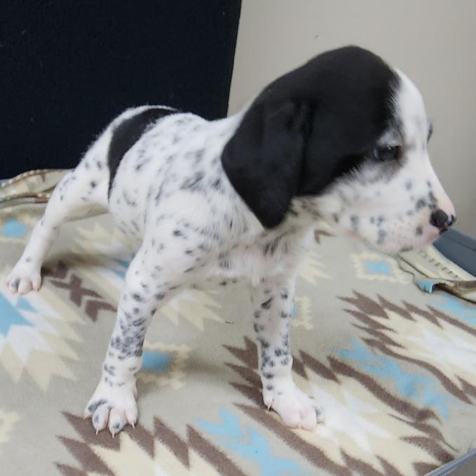 Lucky, an adopted mixed breed in Neillsville, WI image 2/6