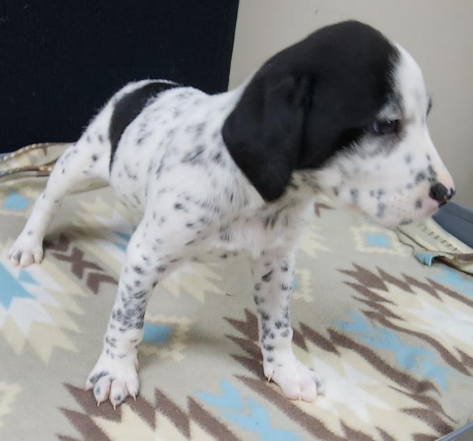 Lucky, an adopted mixed breed in Neillsville, WI image 5/6