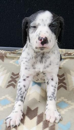 Lucky, an adopted mixed breed in Neillsville, WI image 3/6