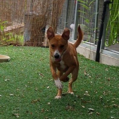 Jasmine, Adoptable, Adult Female Mountain Cur & Cattle Dog.