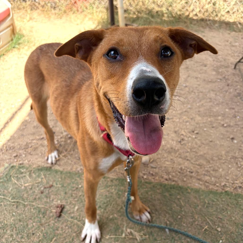 Enlarge Jasmine, a Adoptable mixed breed in Austin, TX image 2/6