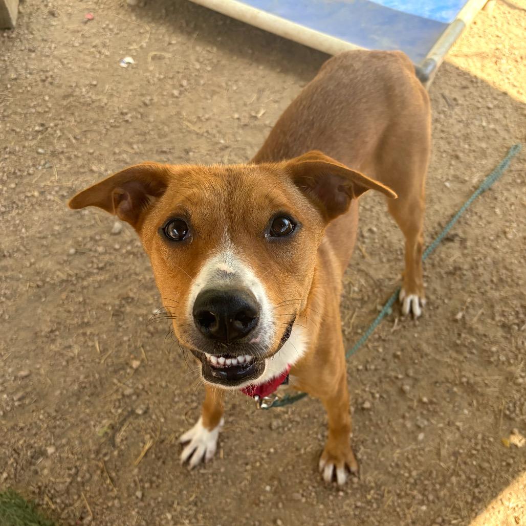 Enlarge Jasmine, a Adoptable mixed breed in Austin, TX image 3/6