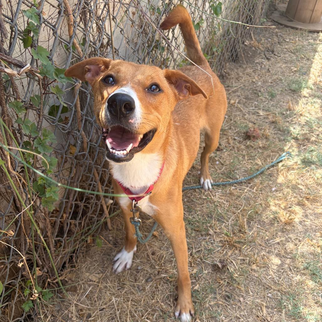 Enlarge Jasmine, a Adoptable mixed breed in Austin, TX image 4/6