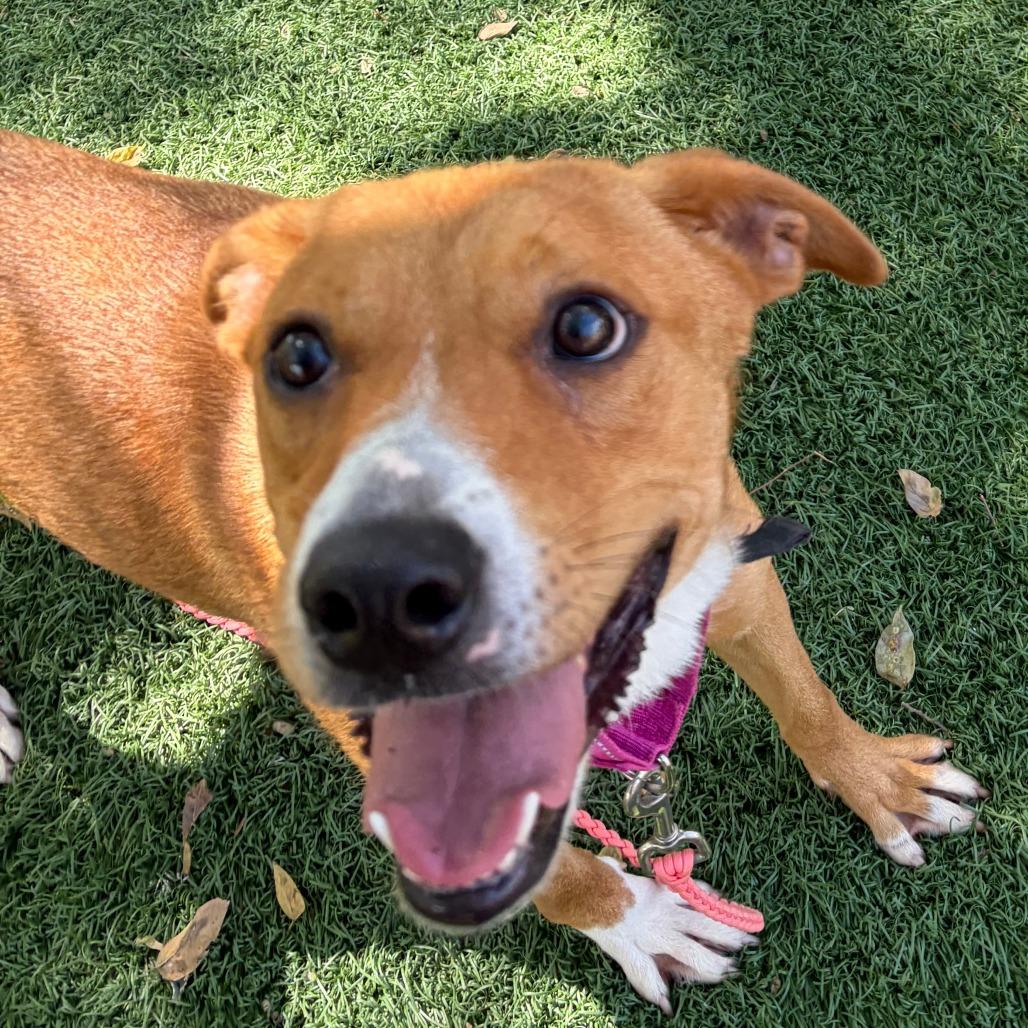 Enlarge Jasmine, a Adoptable mixed breed in Austin, TX image 5/6