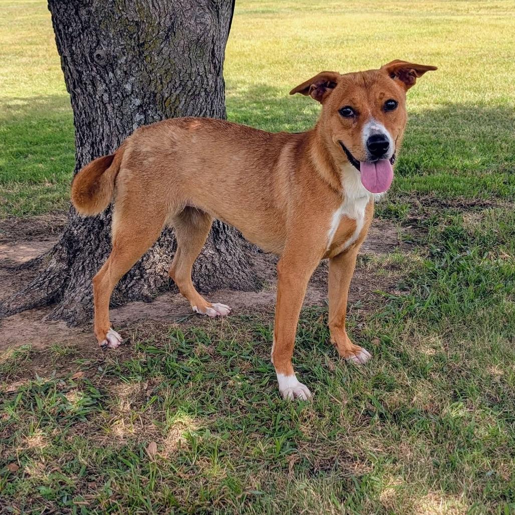 Enlarge Jasmine, a Adoptable mixed breed in Austin, TX image 6/6