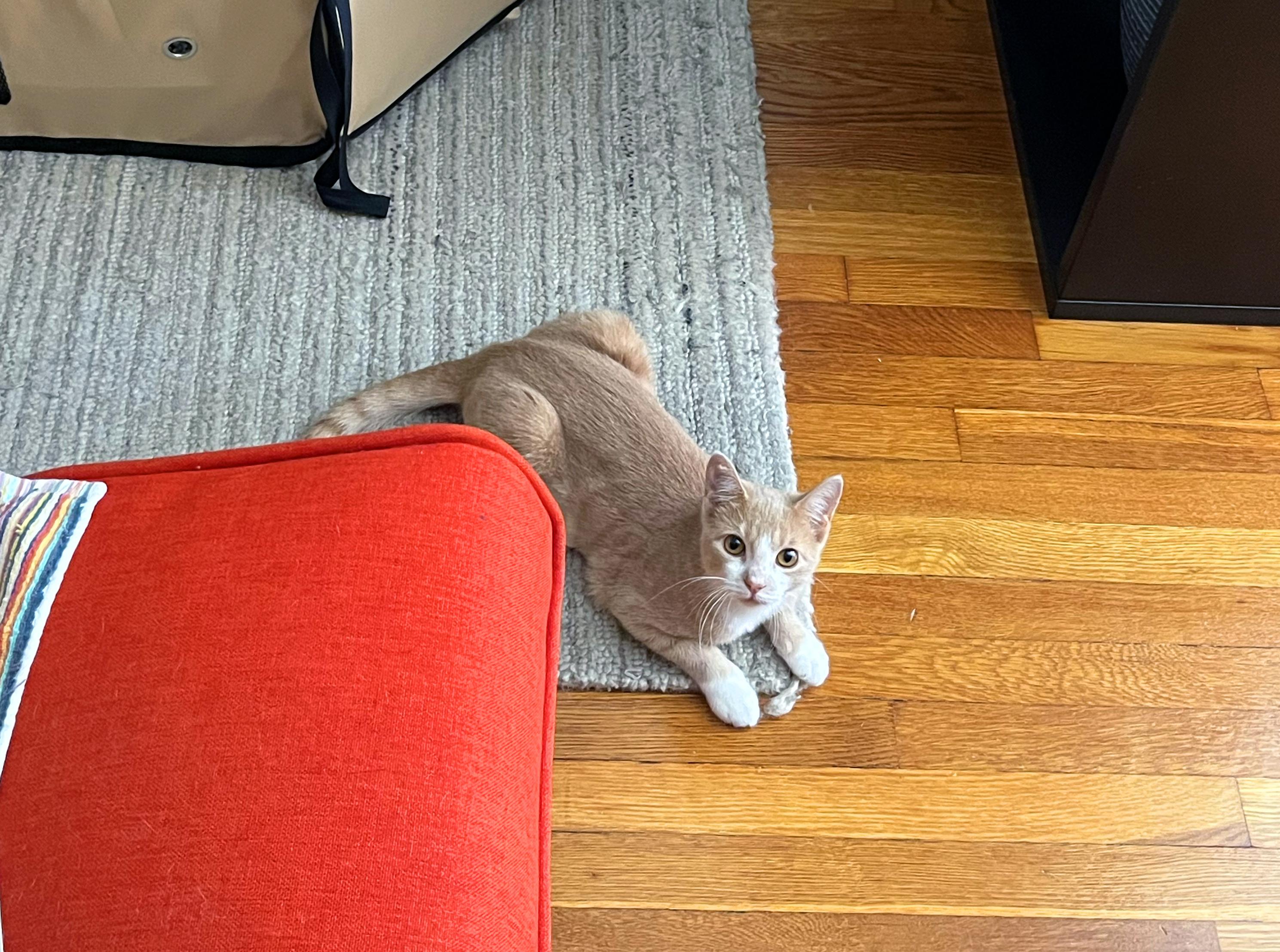 Enlarge Brie, a Adoptable American Shorthair in bronx, NY image 5/6