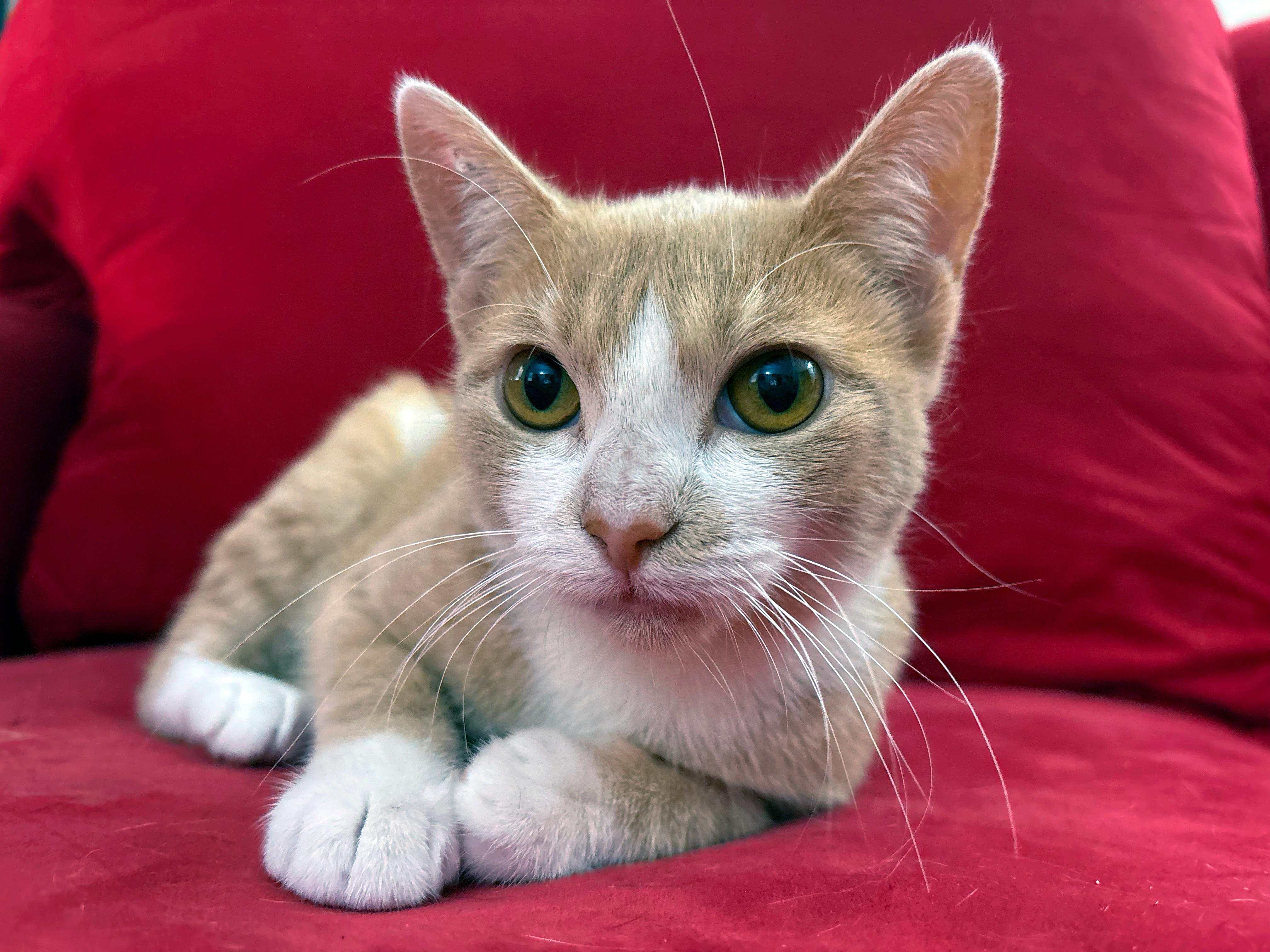 Enlarge Brie, a Adoptable American Shorthair in bronx, NY image 1/6