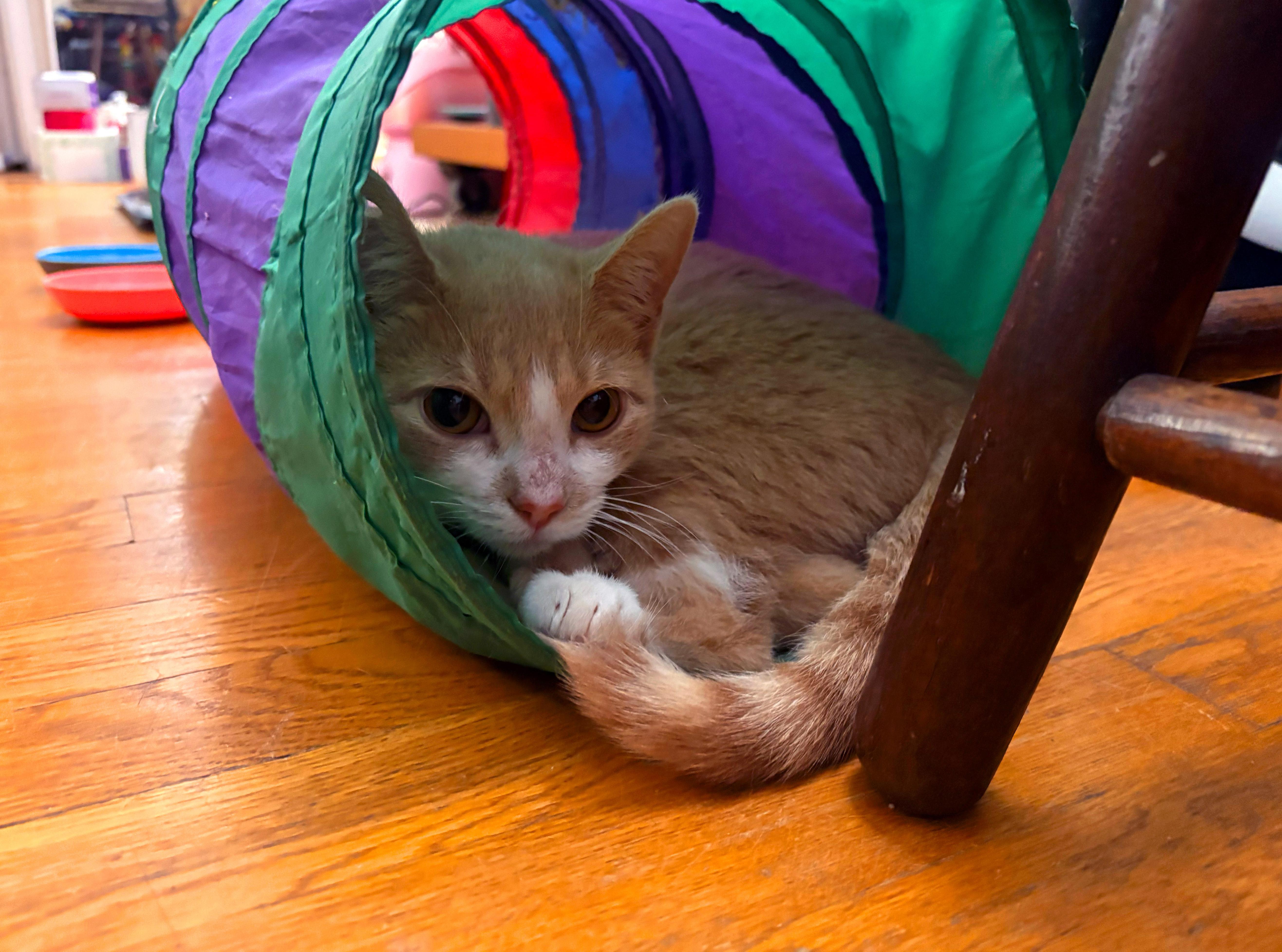 Enlarge Brie, a Adoptable American Shorthair in bronx, NY image 4/6