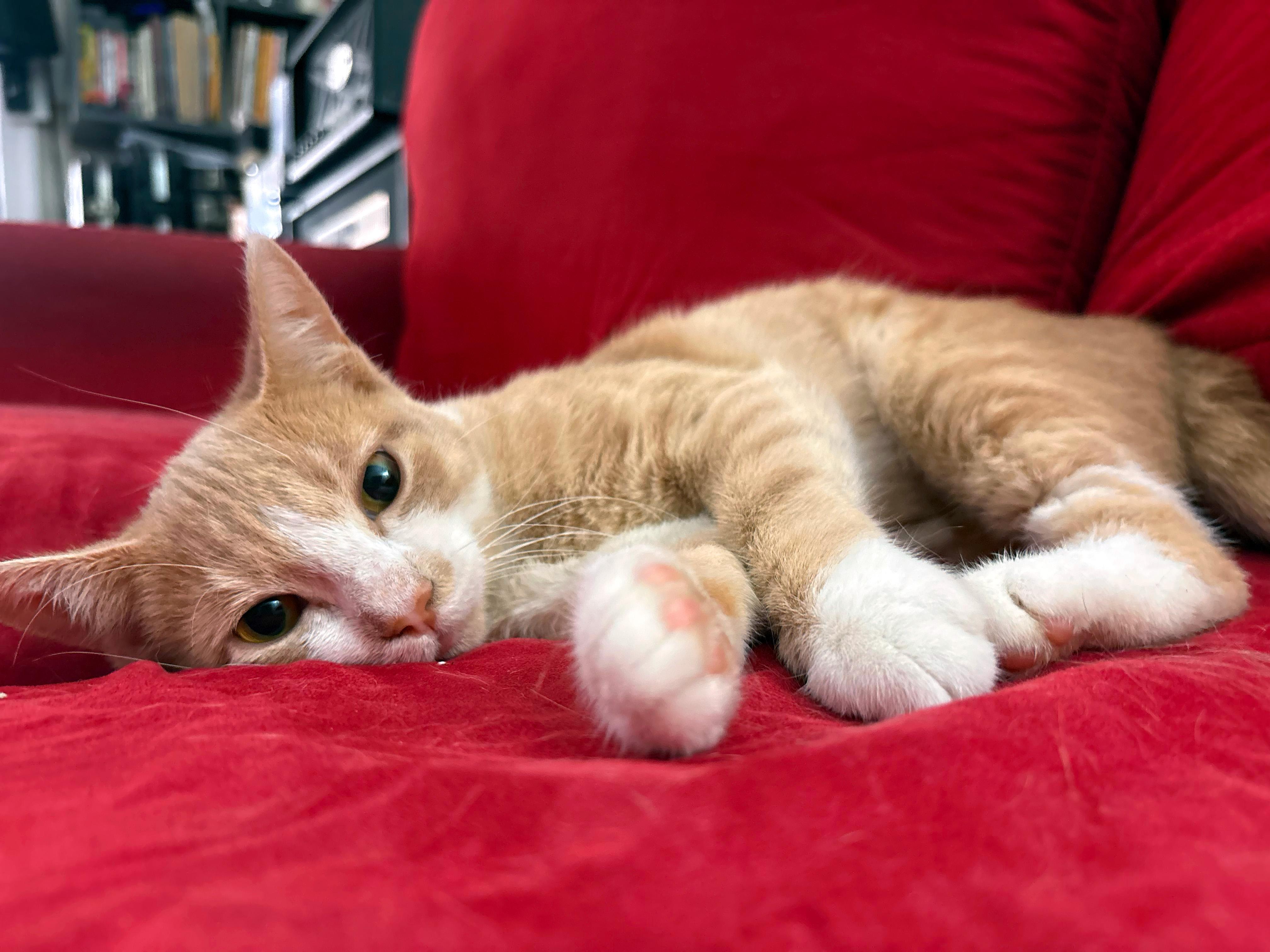Enlarge Brie, a Adoptable American Shorthair in bronx, NY image 2/6