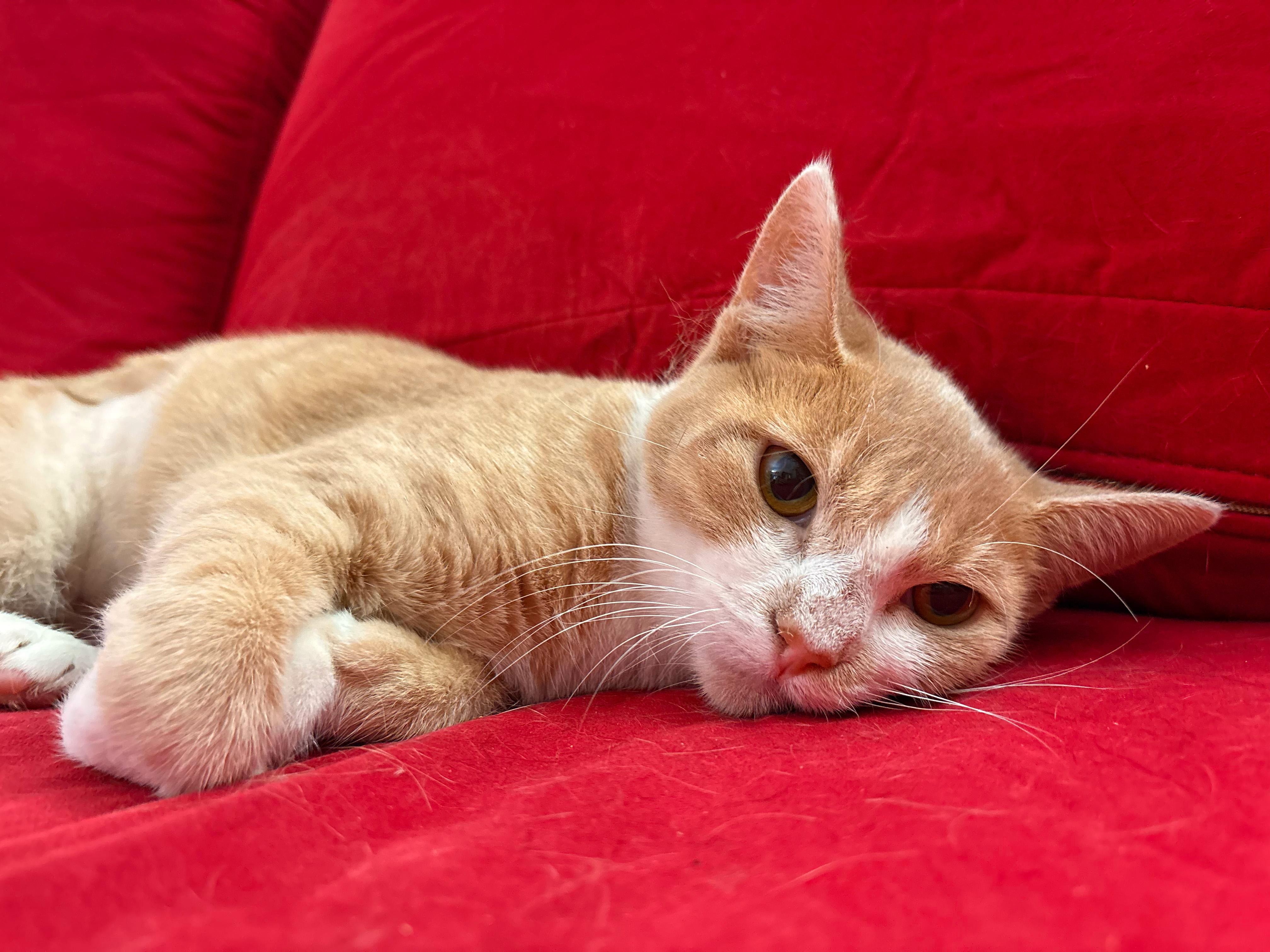 Enlarge Brie, a Adoptable American Shorthair in bronx, NY image 3/6