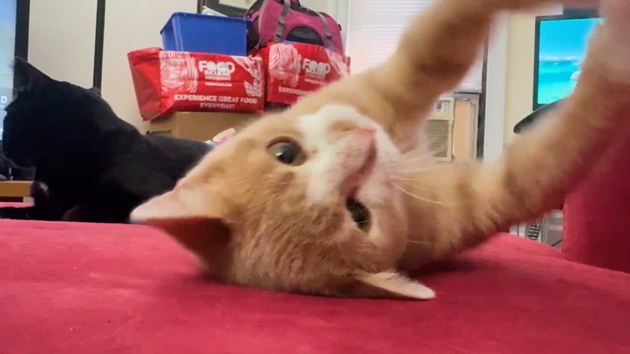 Enlarge Brie, a Adoptable American Shorthair in bronx, NY video 6/6