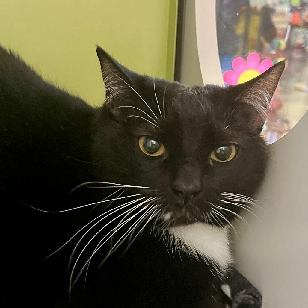 Enlarge Adele, a Adoptable Domestic Short Hair in Temecula, CA image 1/1