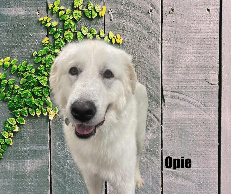 Enlarge Opie, a Adopted Great Pyrenees in Marshville, NC image 1/3