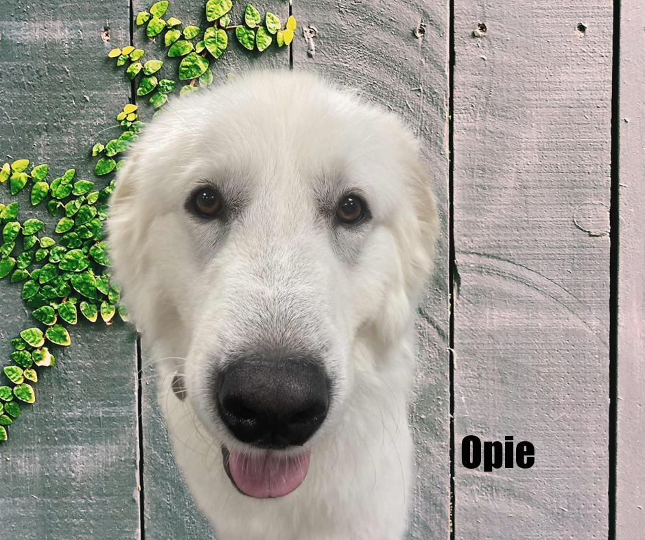 Enlarge Opie, a Adopted Great Pyrenees in Marshville, NC image 2/3