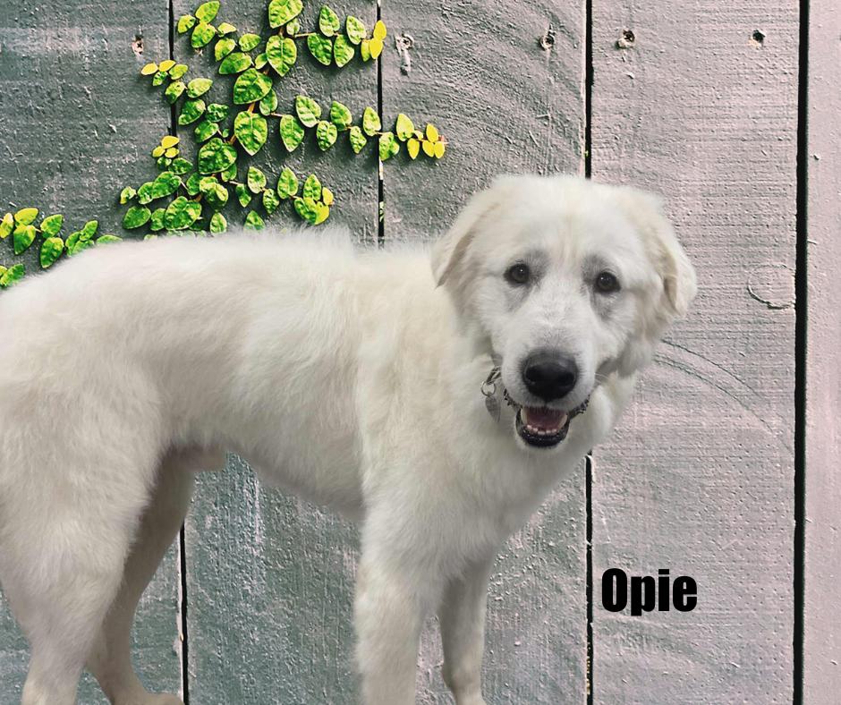 Enlarge Opie, a Adopted Great Pyrenees in Marshville, NC image 3/3