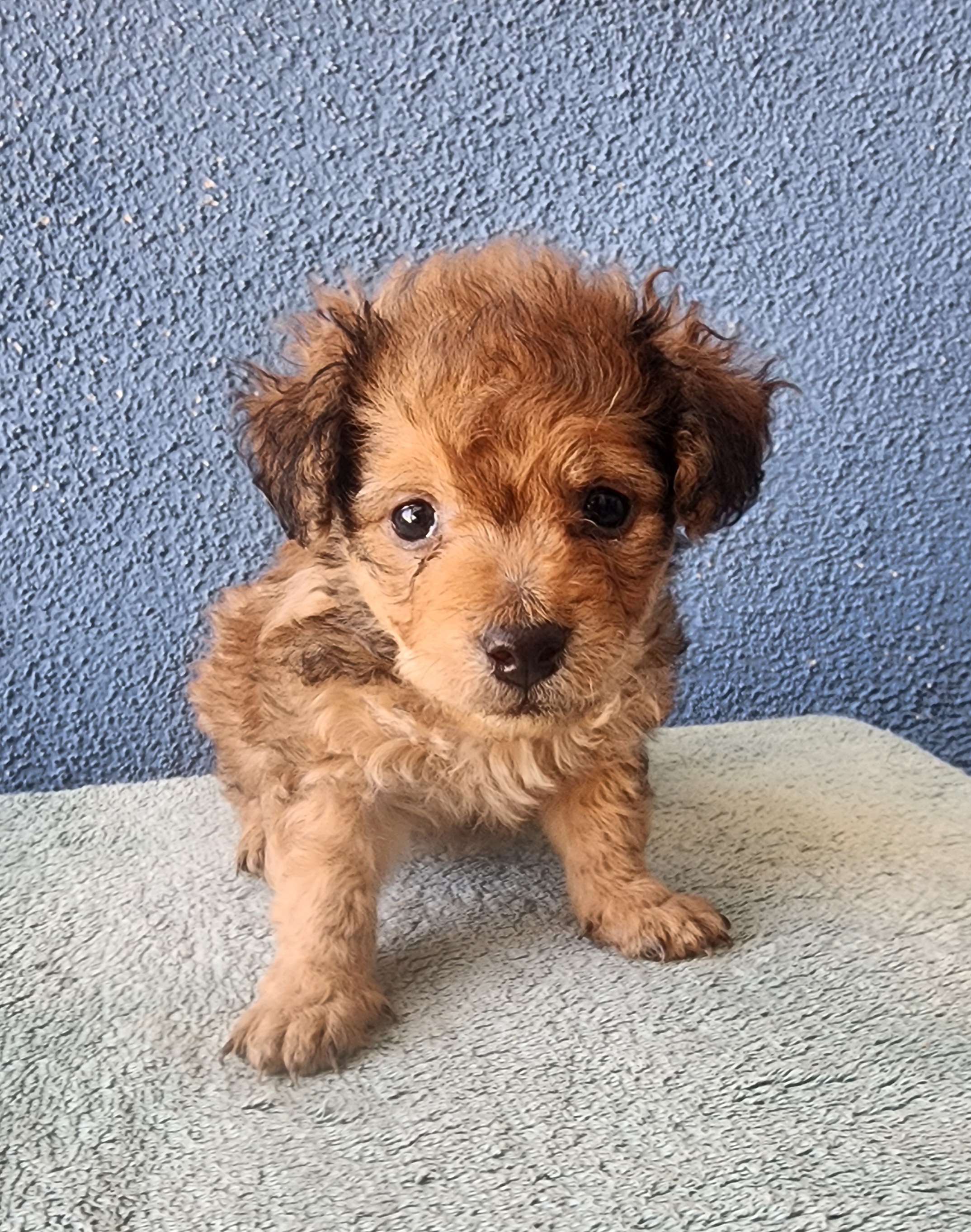 Bentley, Adopted, Puppy Male Chihuahua & Poodle.