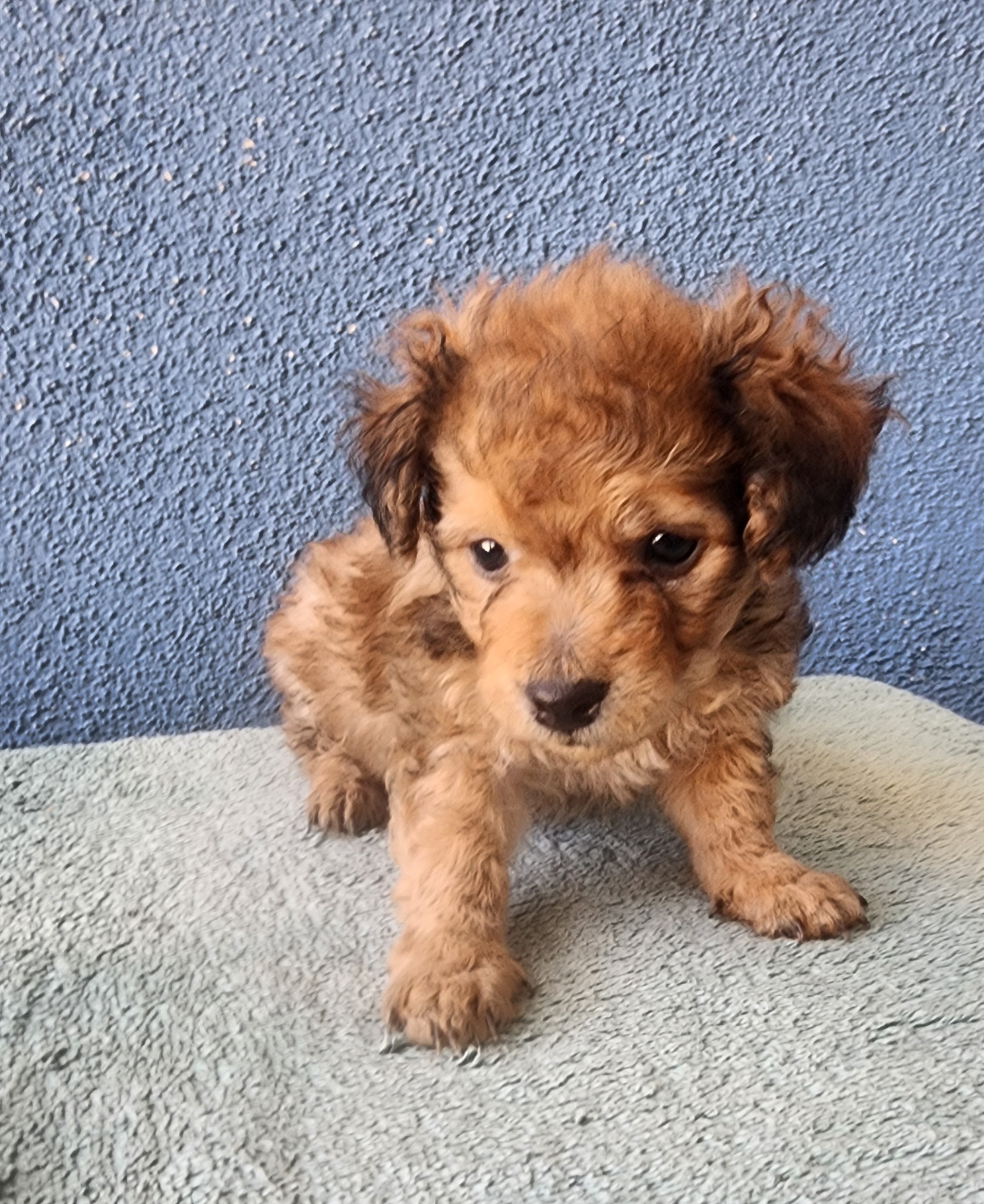 Enlarge Bentley, a Adopted mixed breed in Victorville, CA image 2/2