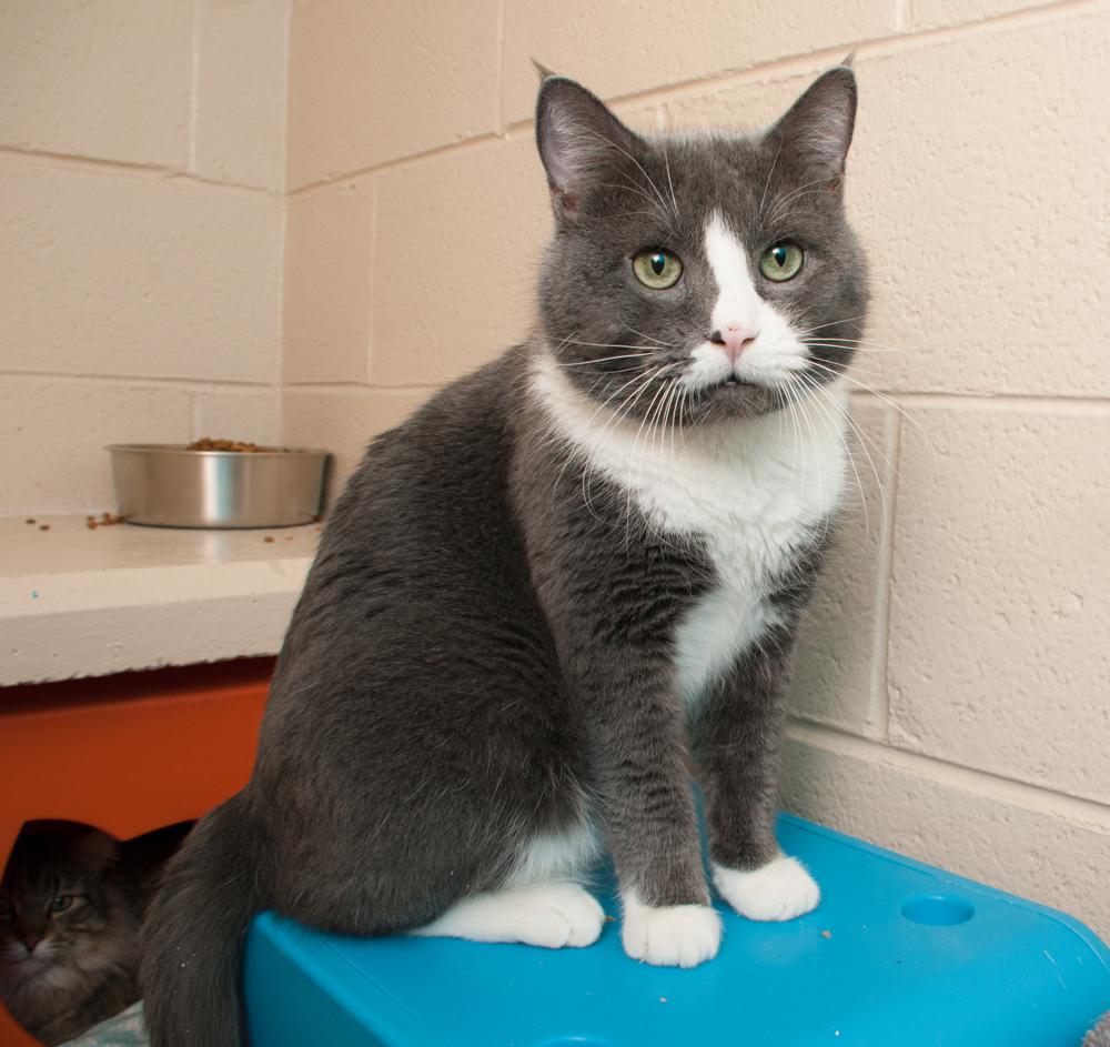 Enlarge Dennis (gets adopted with Clive), a Adoptable Tuxedo in Westminster, CO image 3/6