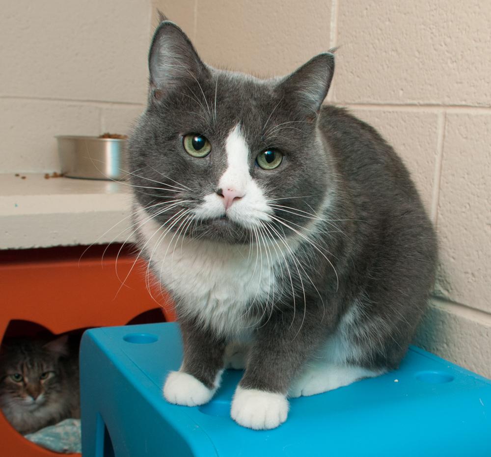 Enlarge Dennis (gets adopted with Clive), a Adoptable Tuxedo in Westminster, CO image 6/6