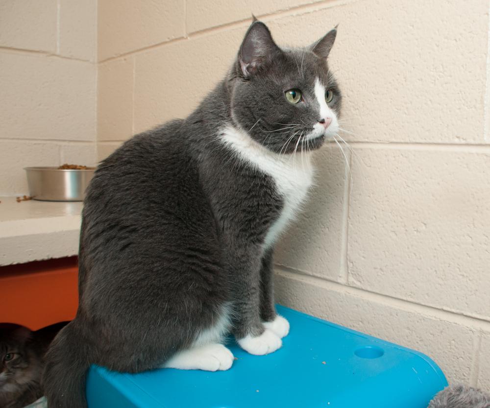 Enlarge Dennis (gets adopted with Clive), a Adoptable Tuxedo in Westminster, CO image 4/6