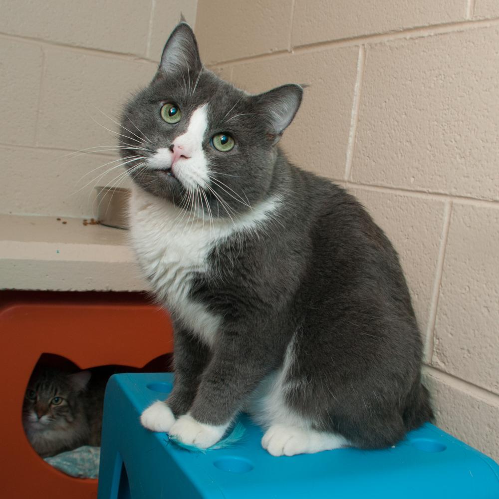 Enlarge Dennis (gets adopted with Clive), a Adoptable Tuxedo in Westminster, CO image 2/6