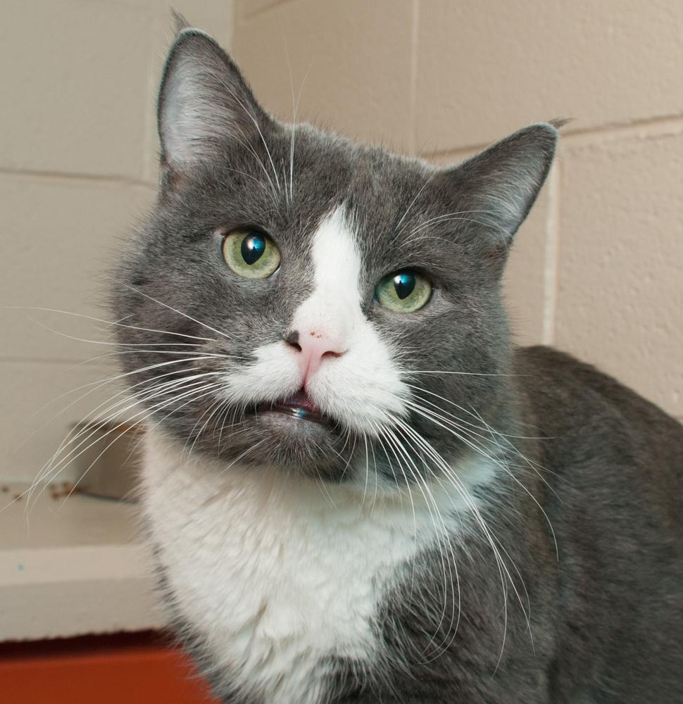 Dennis (gets adopted with Clive), Adoptable, Adult Male Tuxedo.