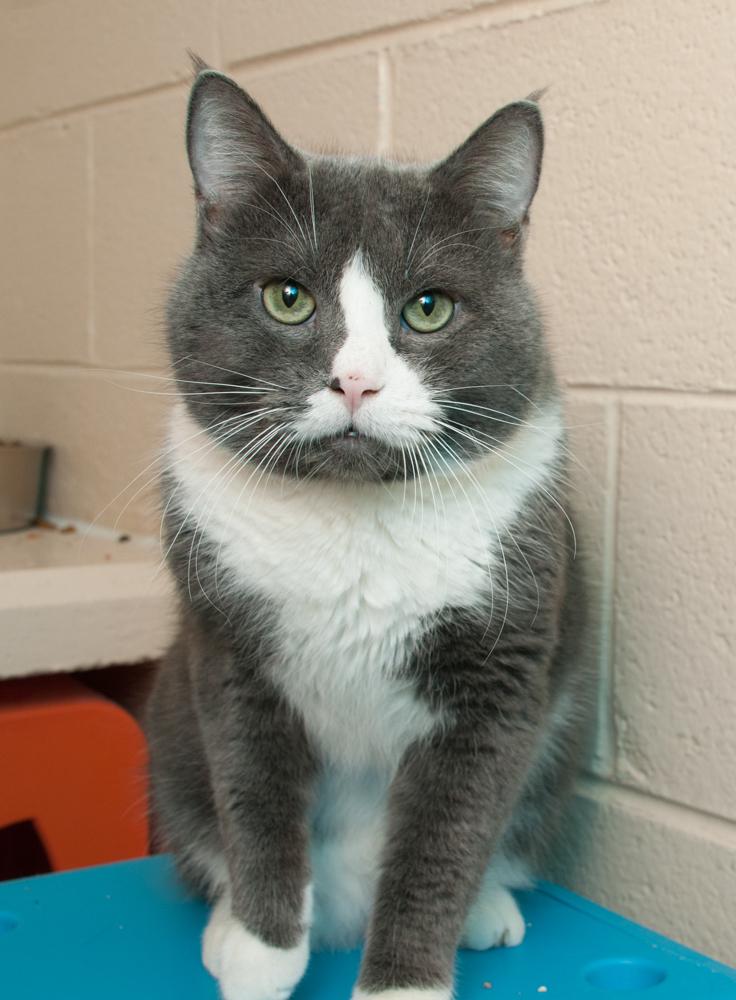 Enlarge Dennis (gets adopted with Clive), a Adoptable Tuxedo in Westminster, CO image 5/6