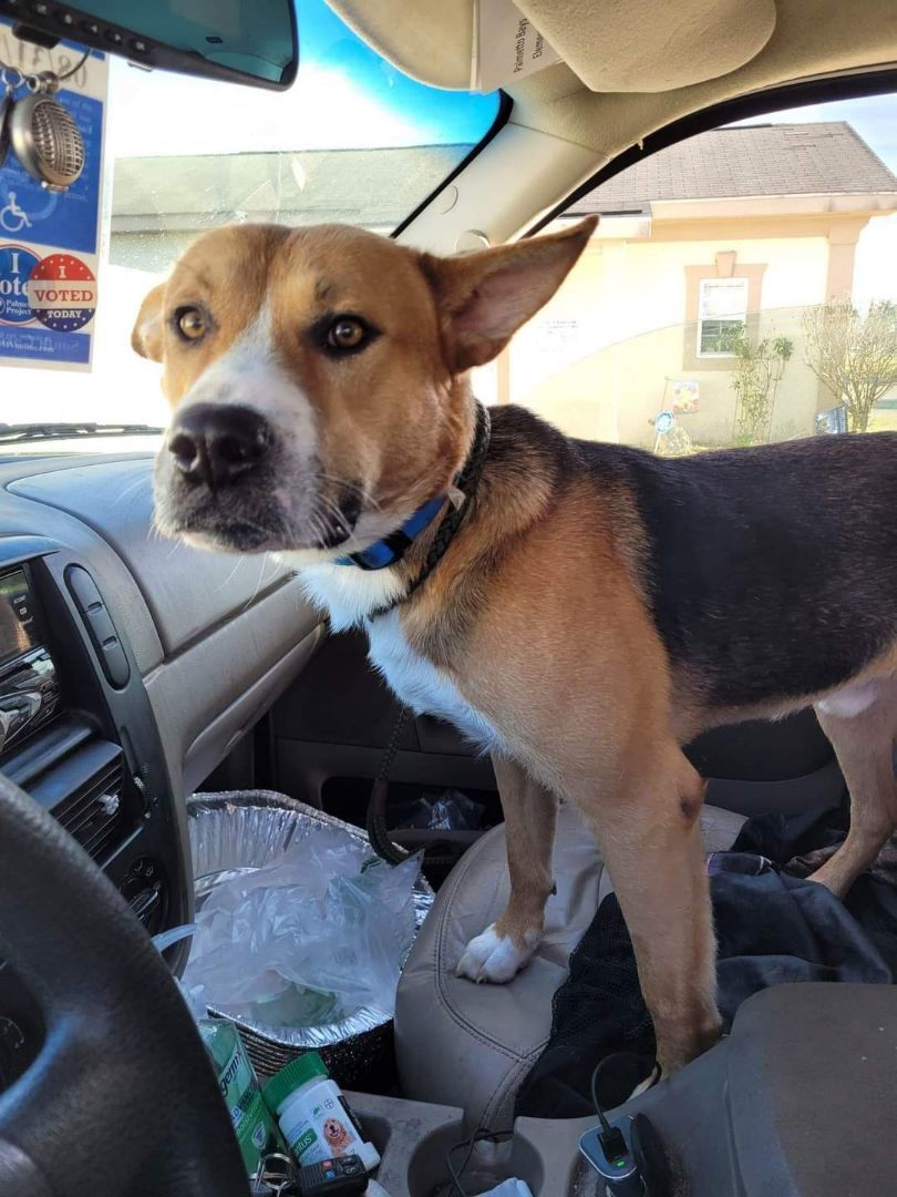 Jackson, an adoptable Shepherd in Conway, SC, 29526 | Photo Image 5
