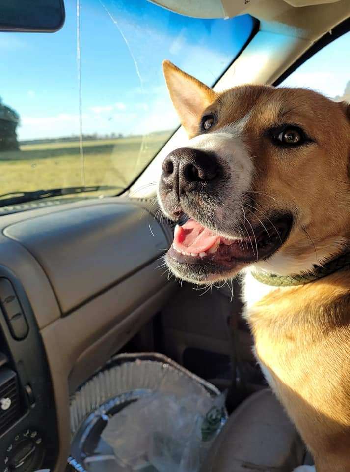 Jackson, an adoptable Shepherd in Conway, SC, 29526 | Photo Image 1