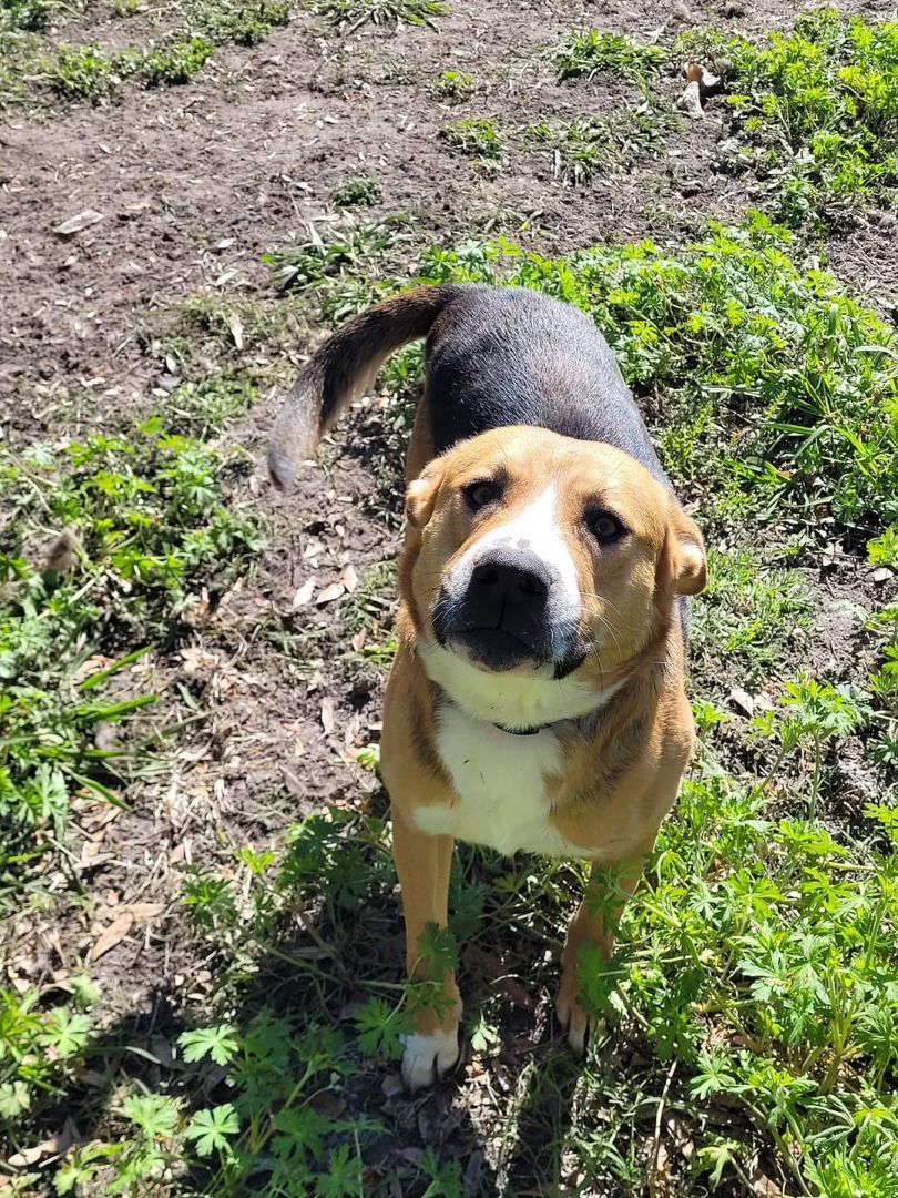 Jackson, an adoptable Shepherd in Conway, SC, 29526 | Photo Image 3
