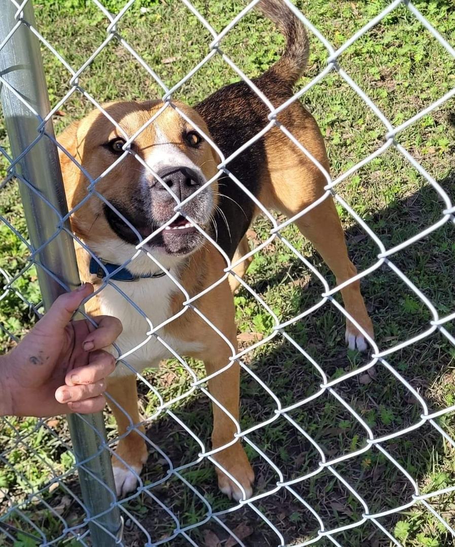 Jackson, an adoptable Shepherd in Conway, SC, 29526 | Photo Image 2