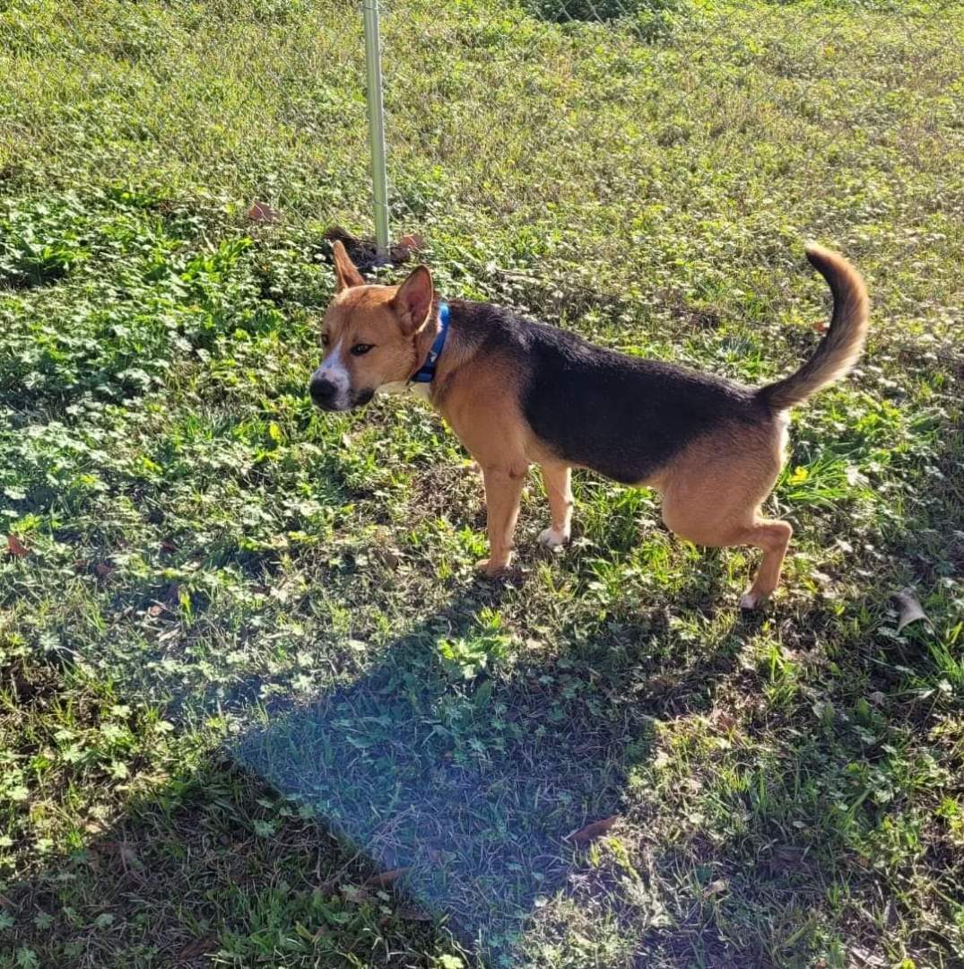 Jackson, an adoptable Shepherd in Conway, SC, 29526 | Photo Image 4