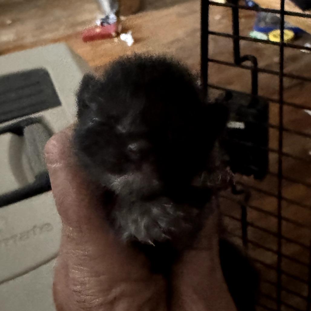 Candy Licorice, Adoptable, Kitten Male Domestic Medium Hair.