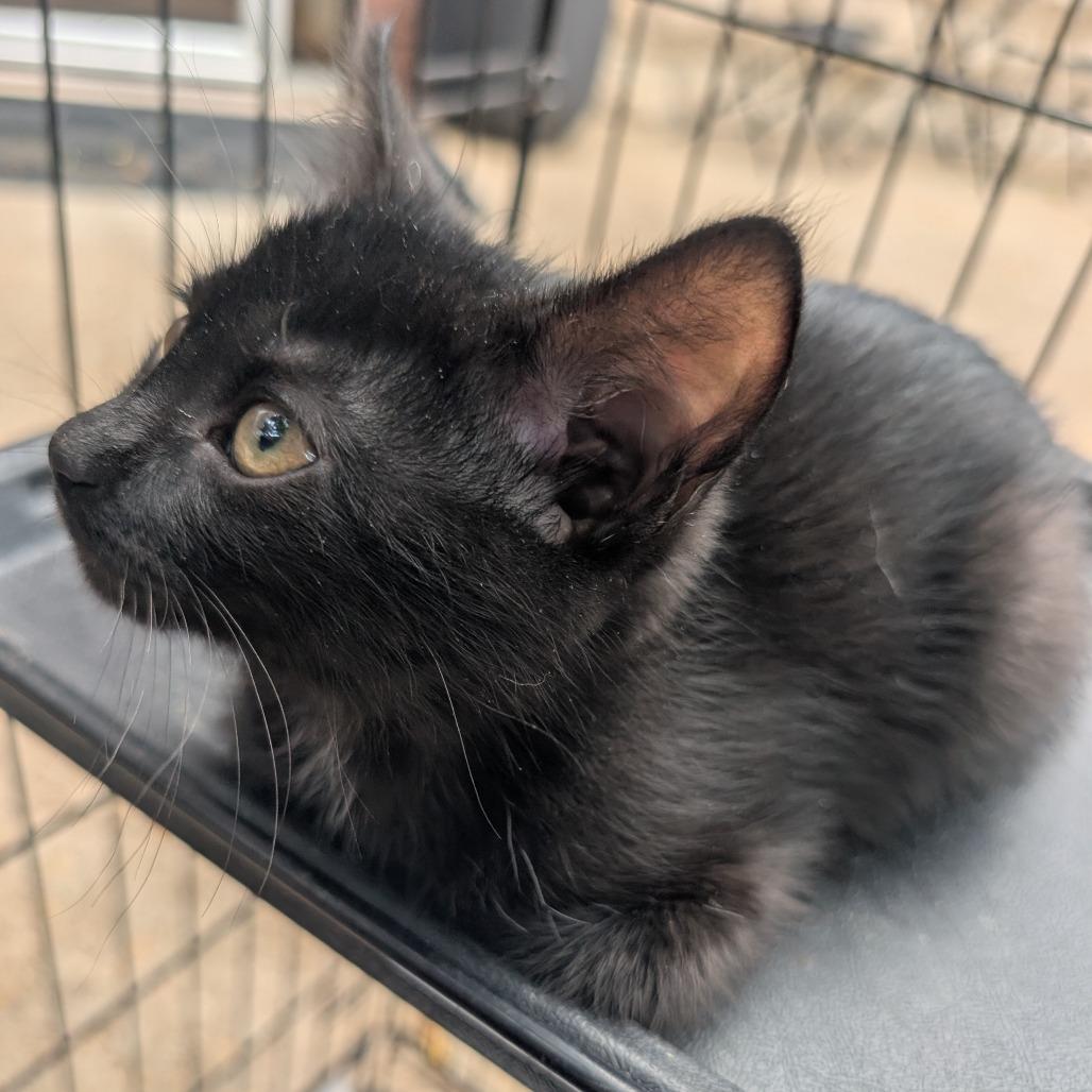 Enlarge Candy Licorice, a Adoptable Domestic Medium Hair in West Plains, MO image 2/2